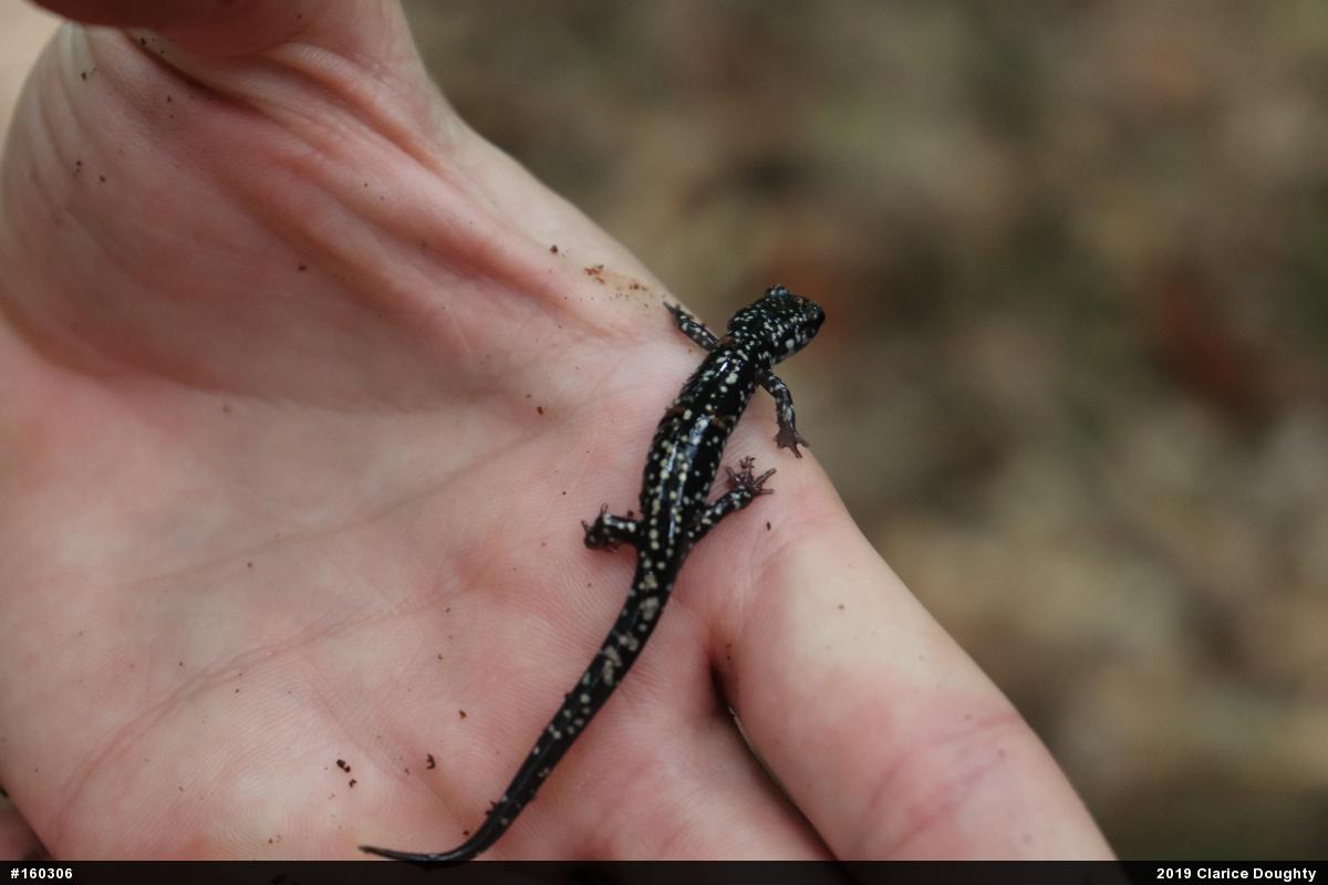 Northern Slimy Salamander