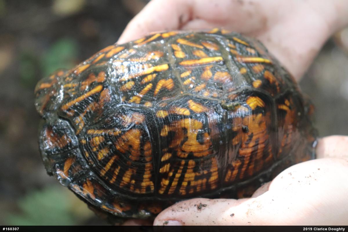 Eastern Box Turtle