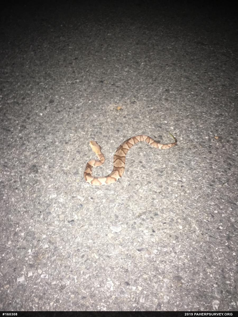 Northern Copperhead