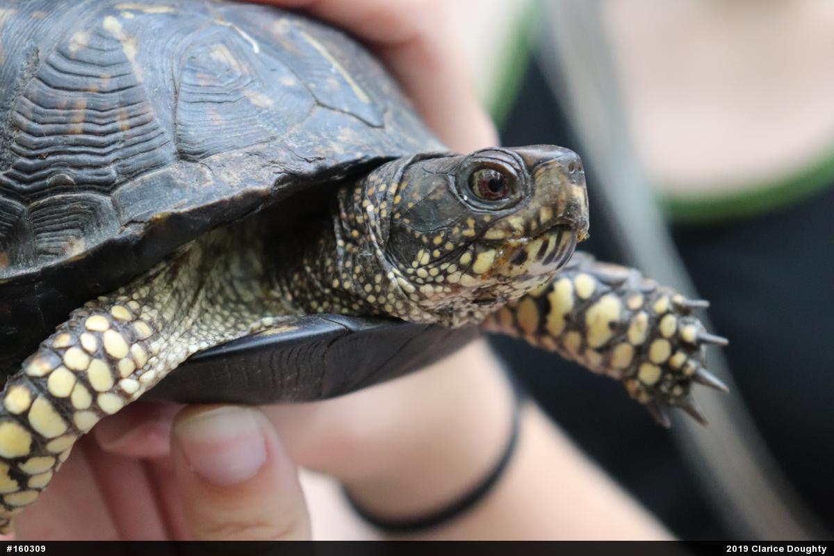 Eastern Box Turtle