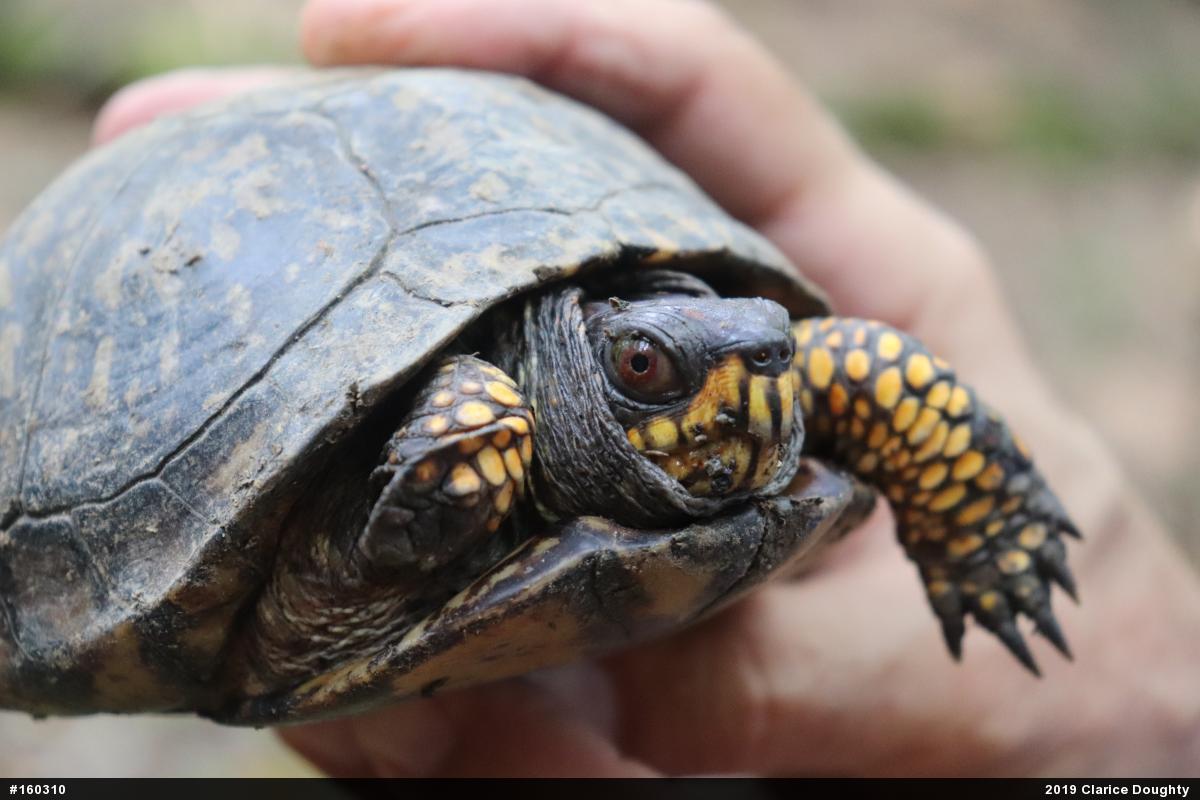 Eastern Box Turtle