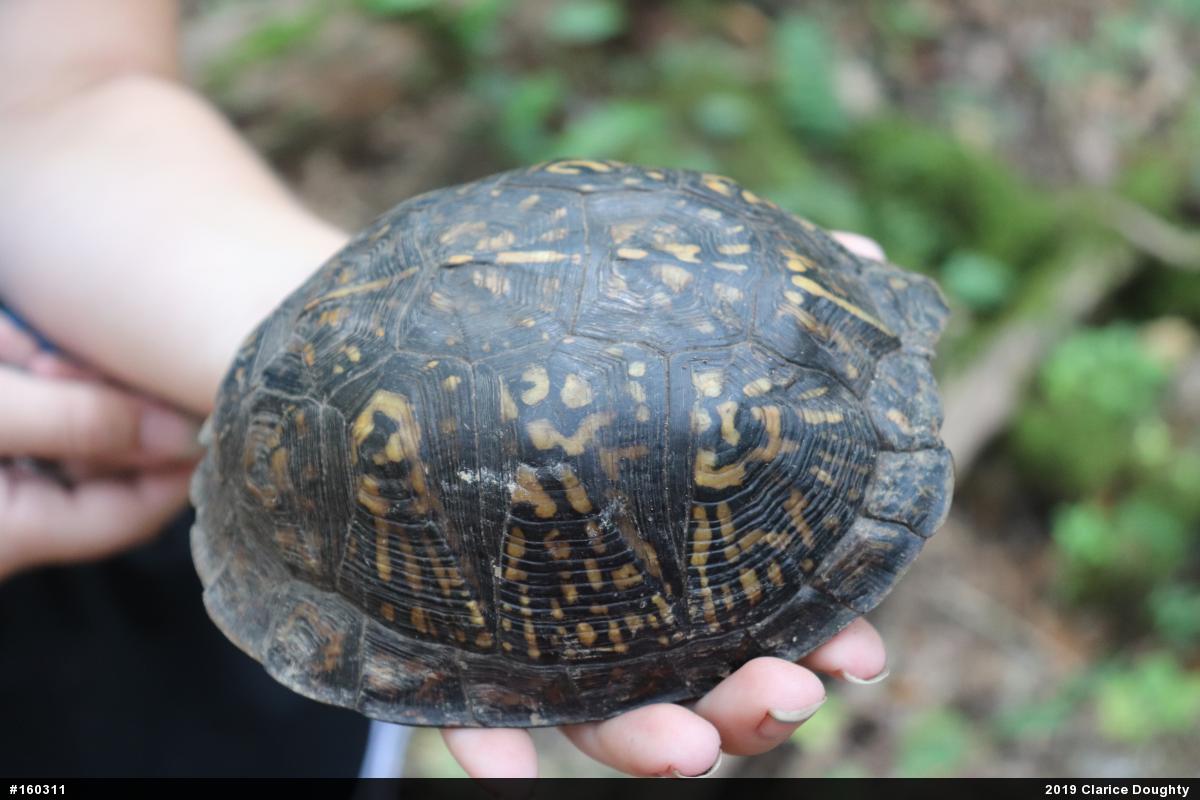 Eastern Box Turtle