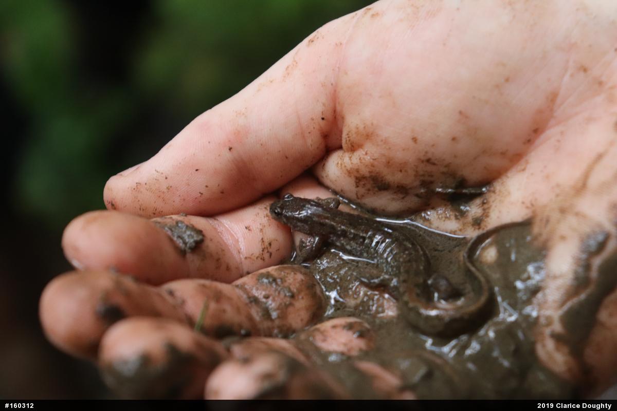 Northern Dusky Salamander