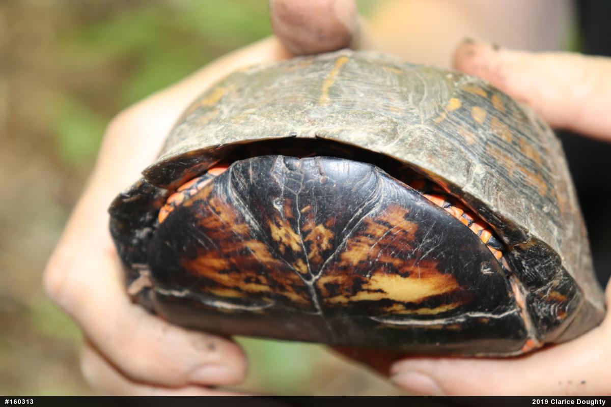 Eastern Box Turtle