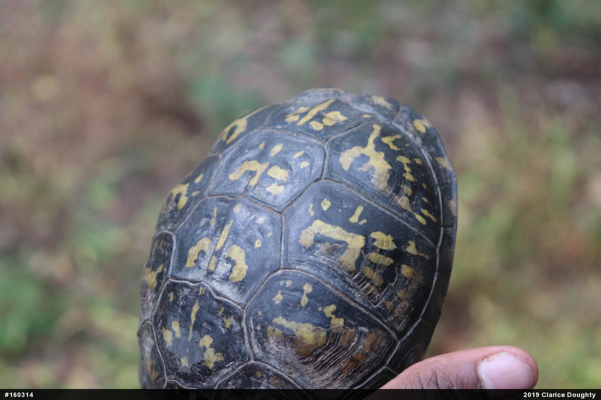 Eastern Box Turtle