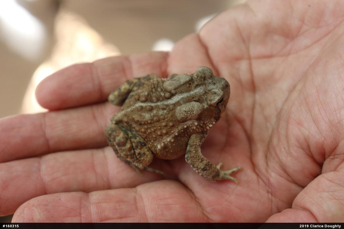 Eastern American Toad