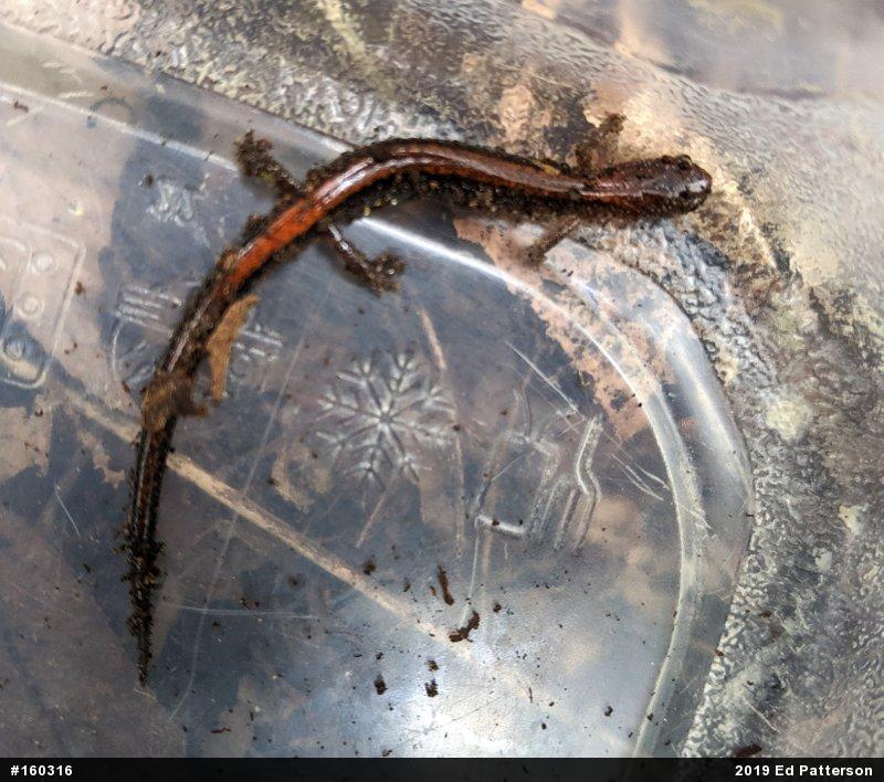 Eastern Red-backed  Salamander