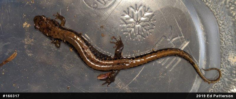 Allegheny Mountain Dusky Salamander