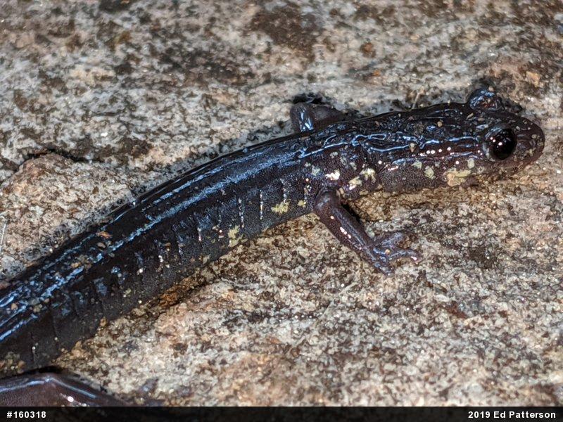 Wehrle's Salamander