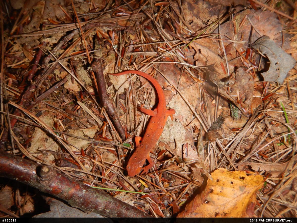 Red-spotted Newt