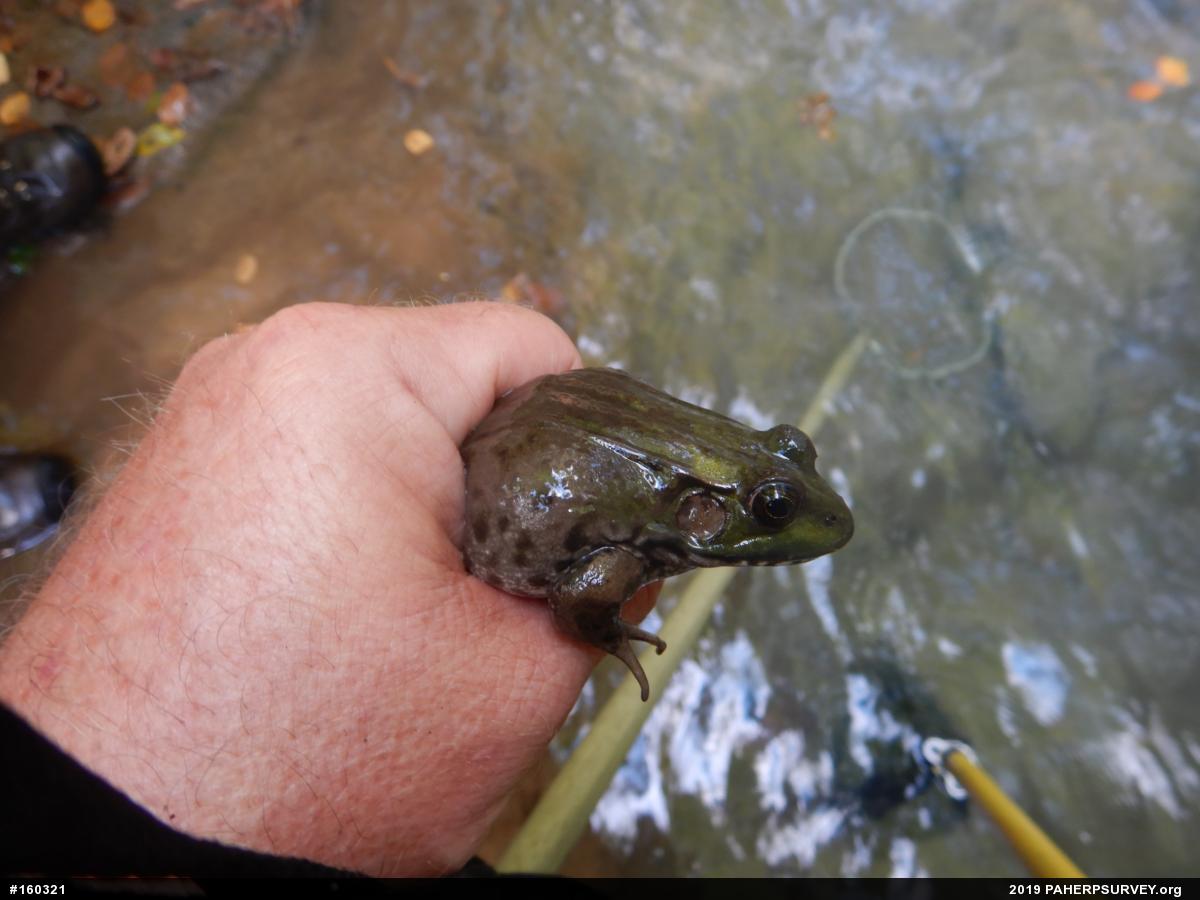 Green Frog