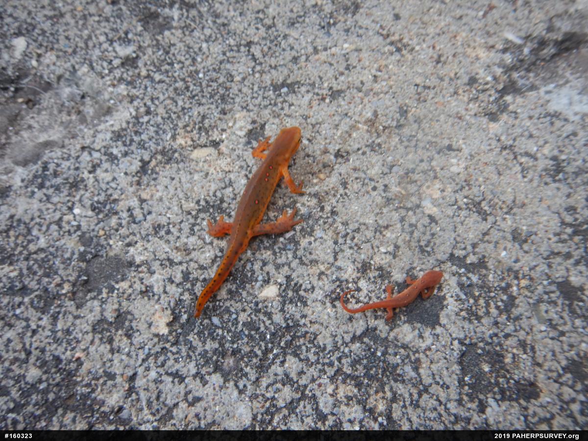 Red-spotted Newt