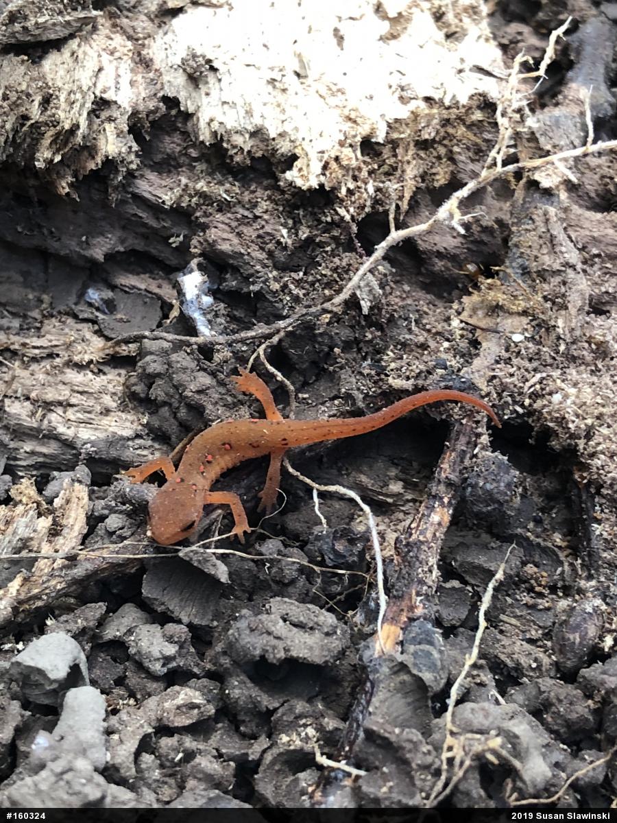 Red-spotted Newt
