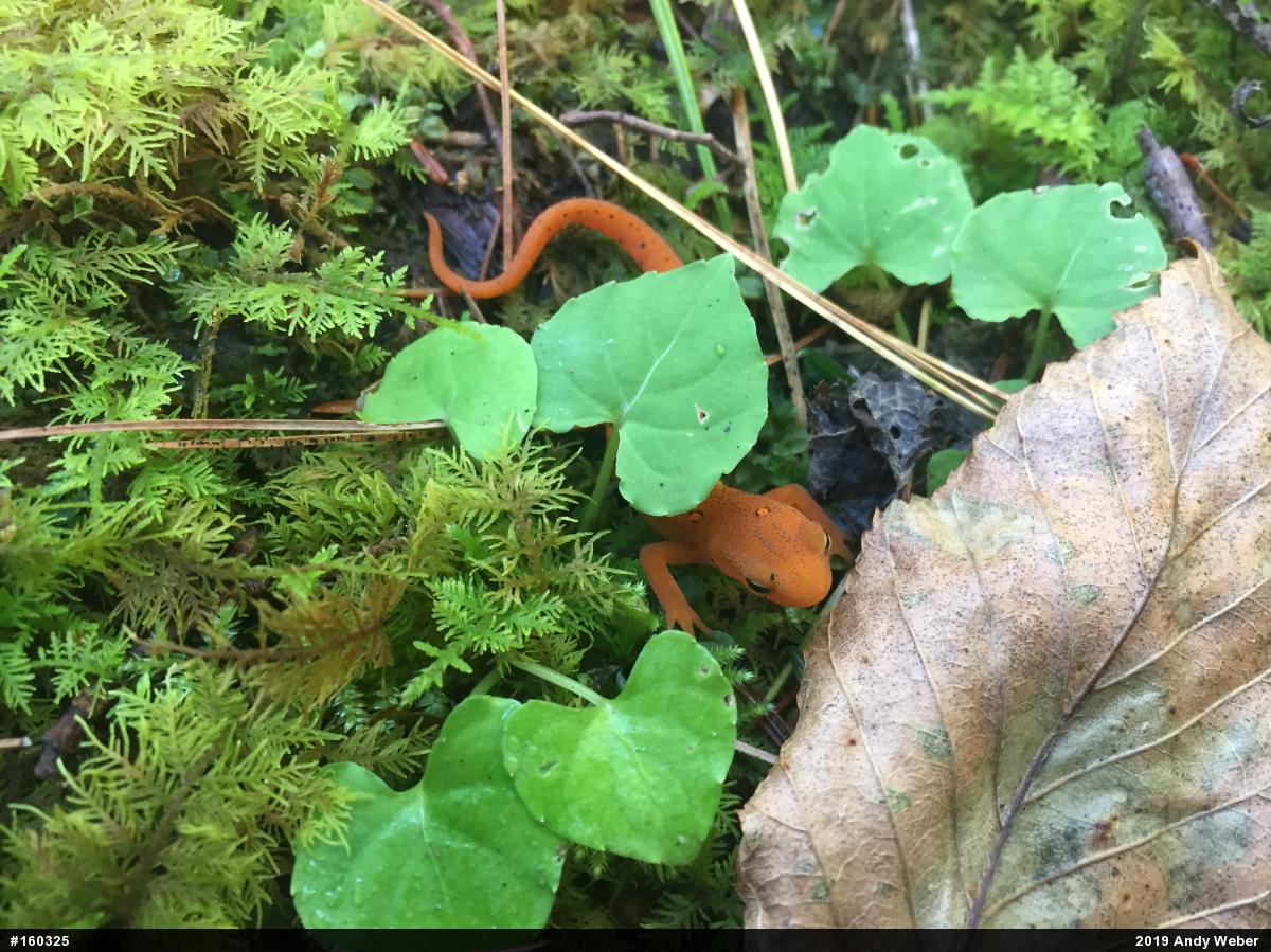 Red-spotted Newt