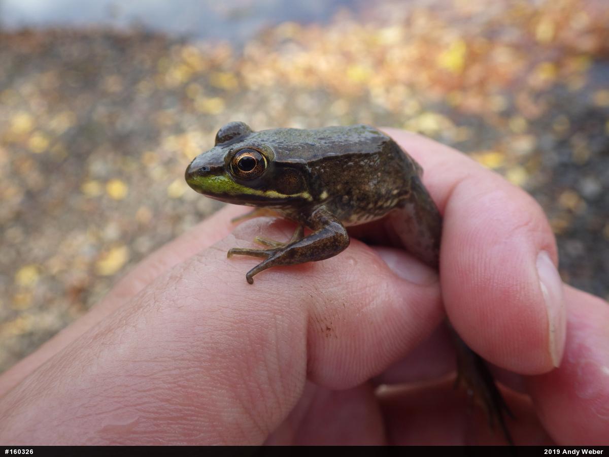 Green Frog