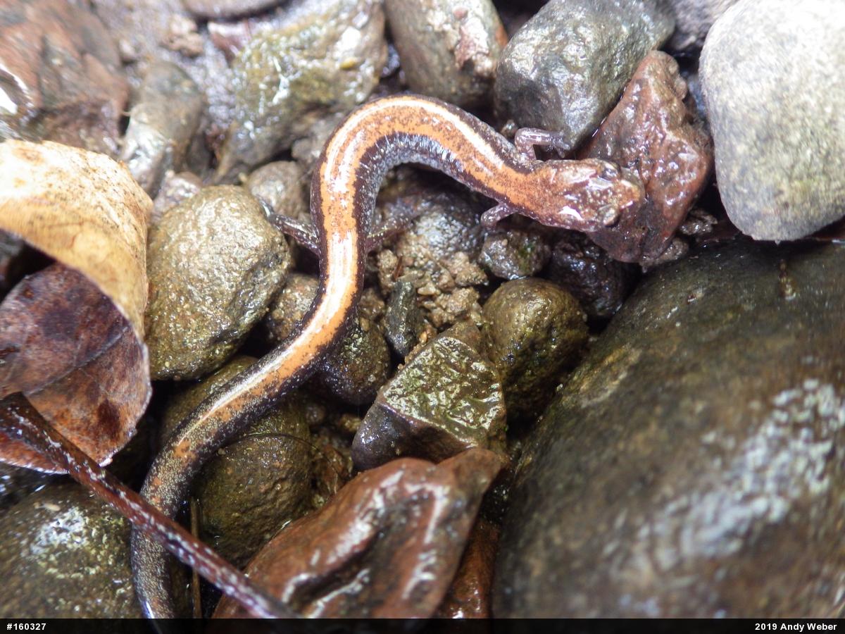Eastern Red-backed  Salamander