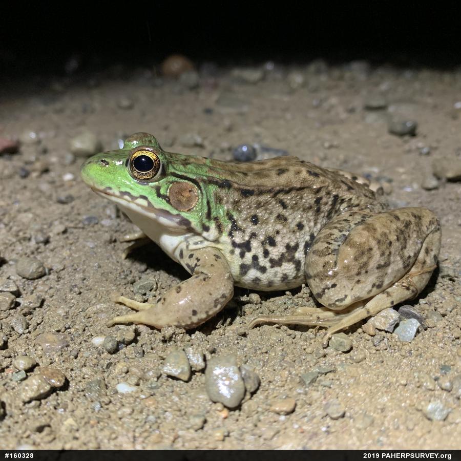 Green Frog