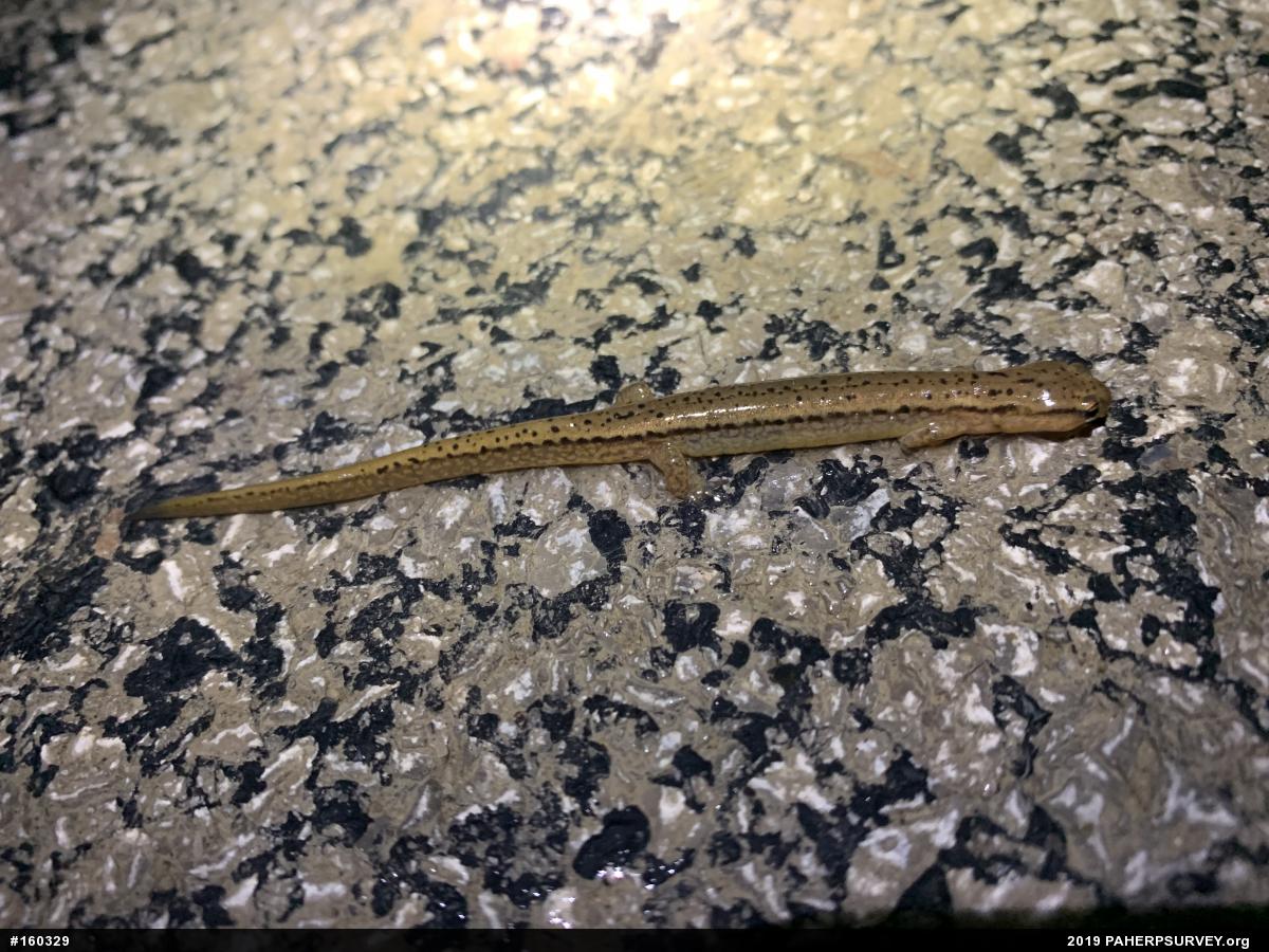 Northern Two-lined Salamander