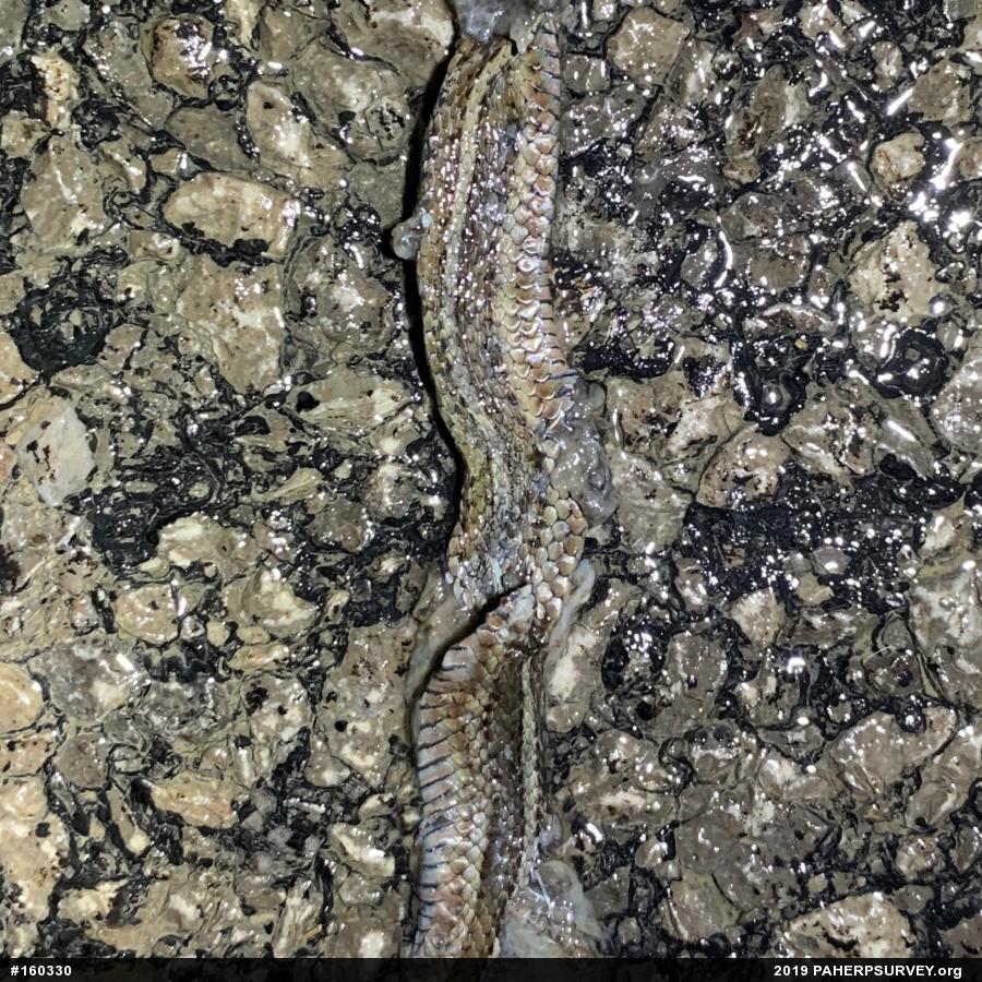 Shorthead Gartersnake