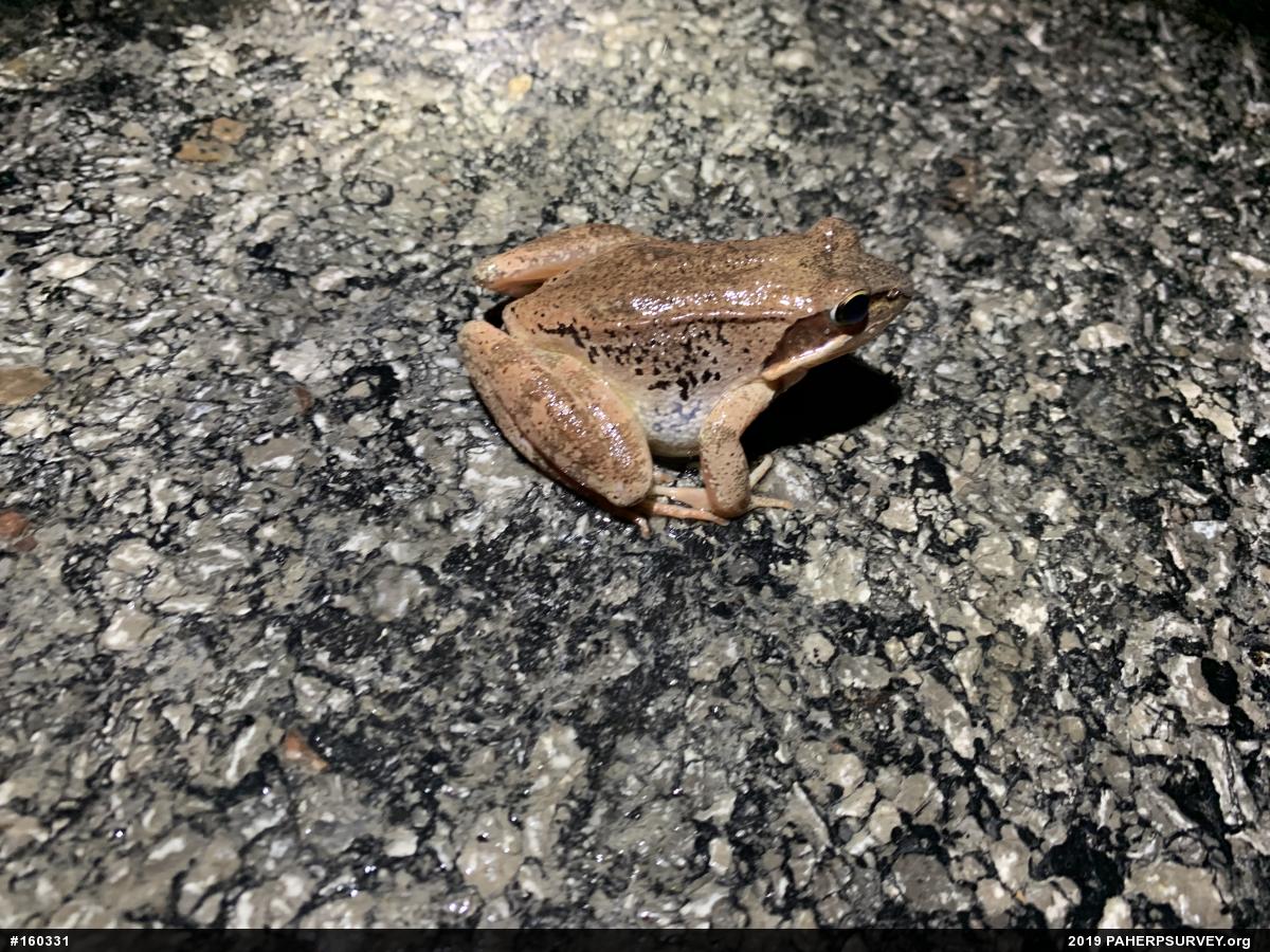Wood Frog
