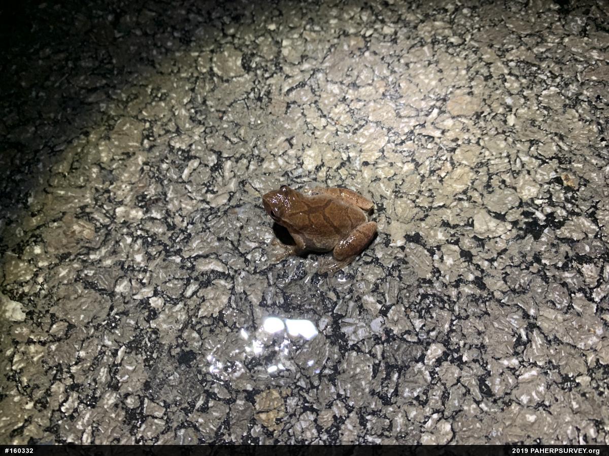Spring Peeper