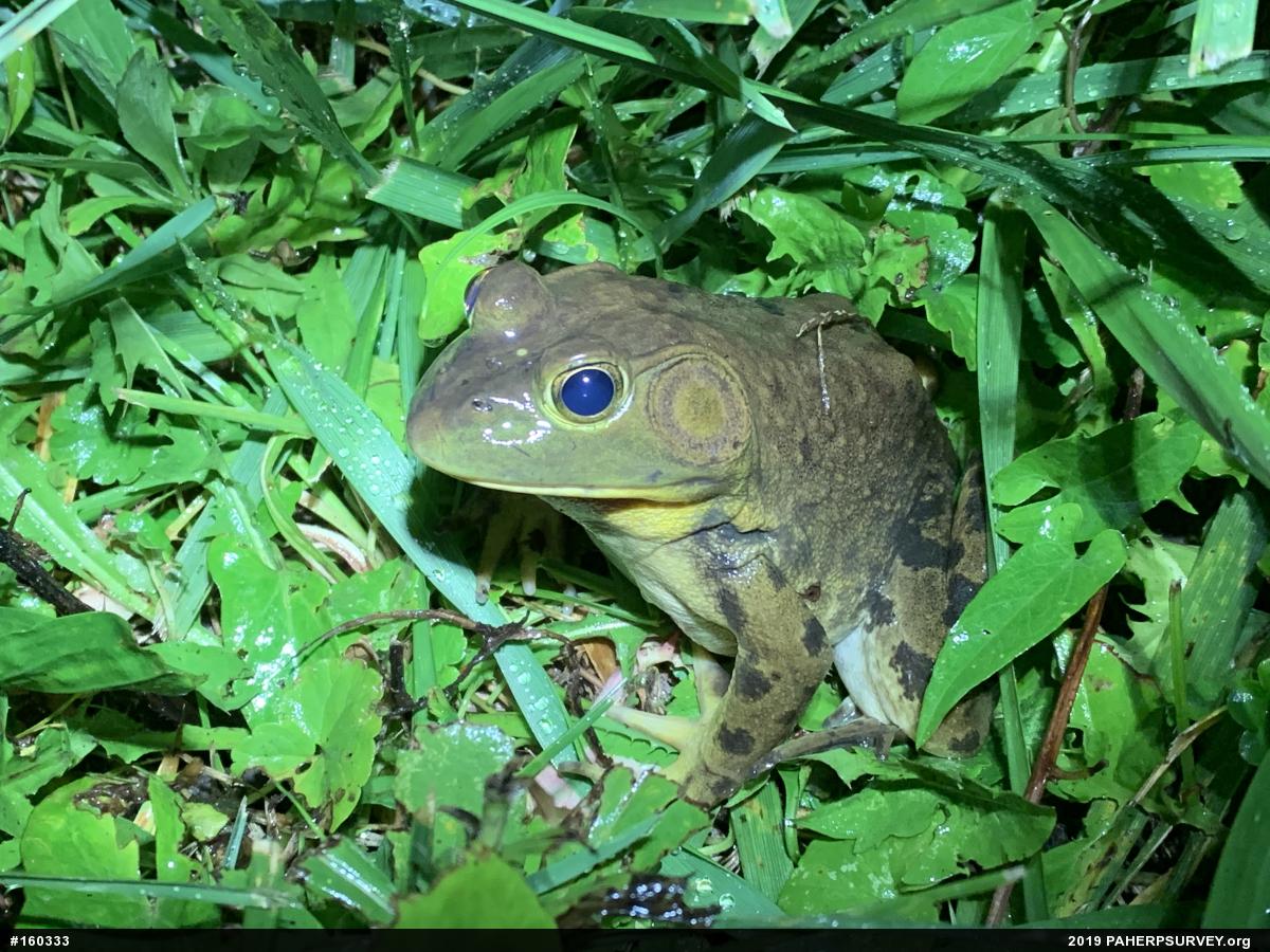 American Bullfrog