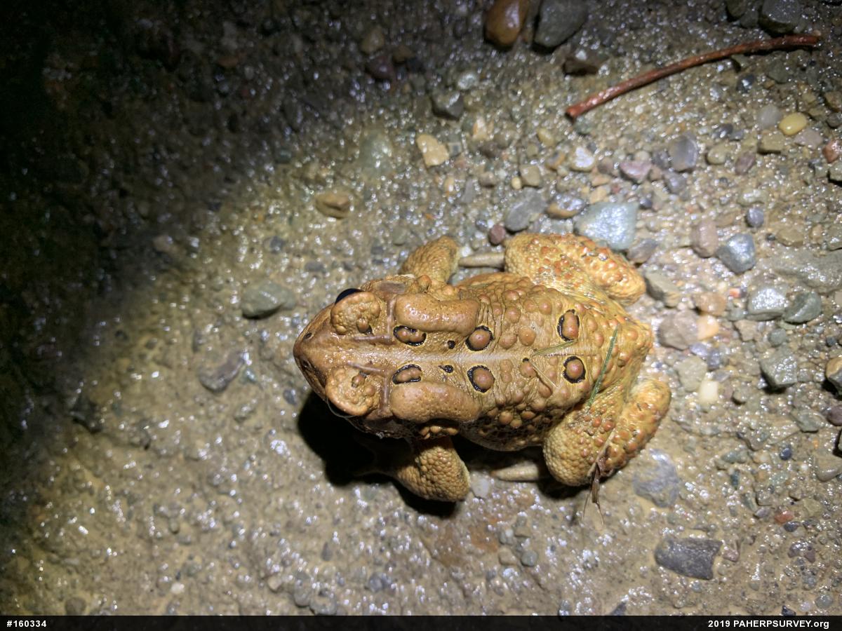 Eastern American Toad