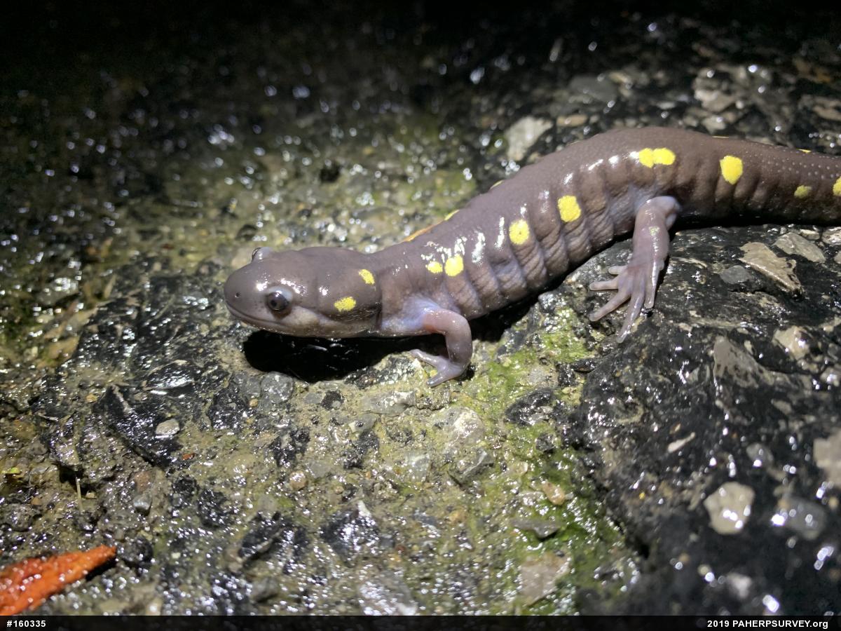 Spotted Salamander