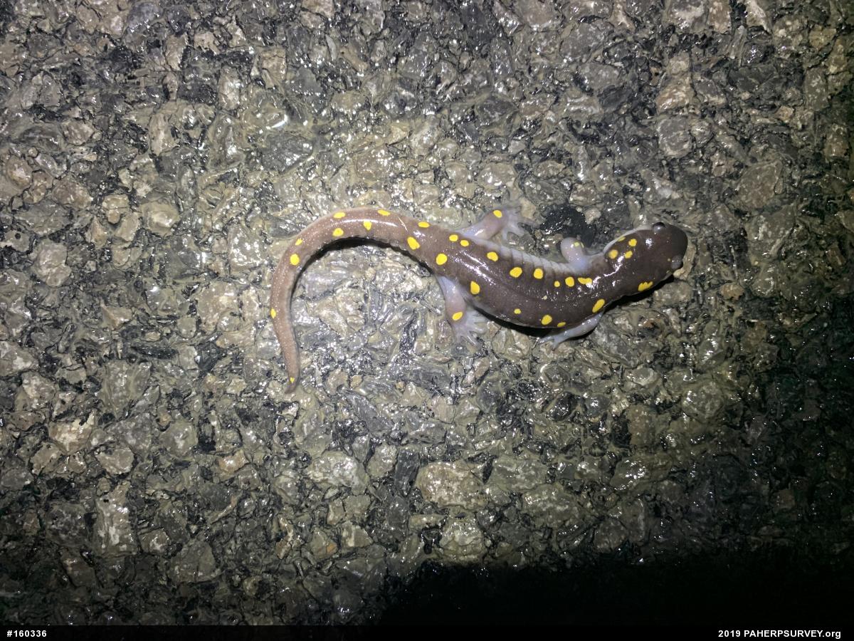 Spotted Salamander