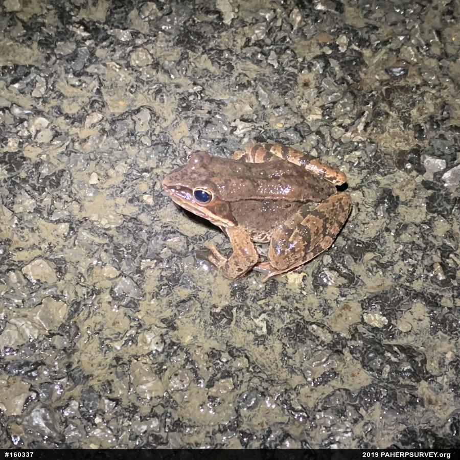 Wood Frog