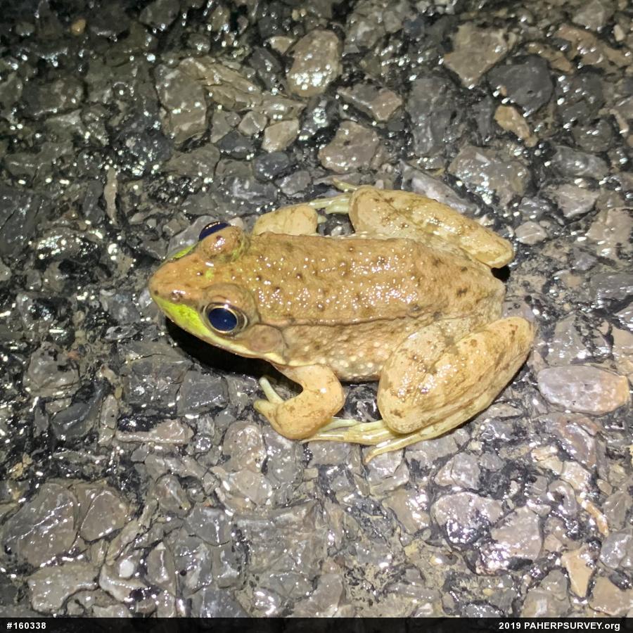 Green Frog