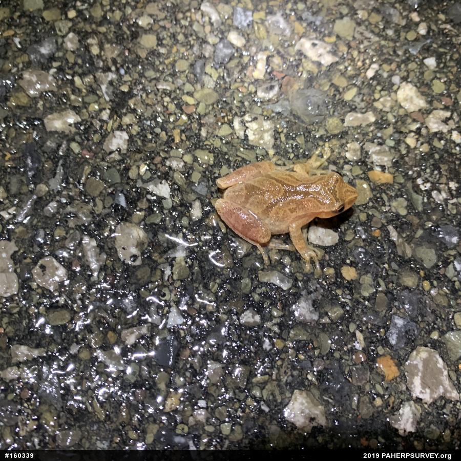Spring Peeper