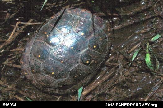 Spotted Turtle