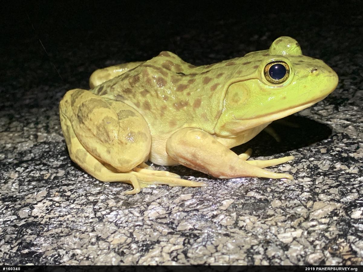 American Bullfrog
