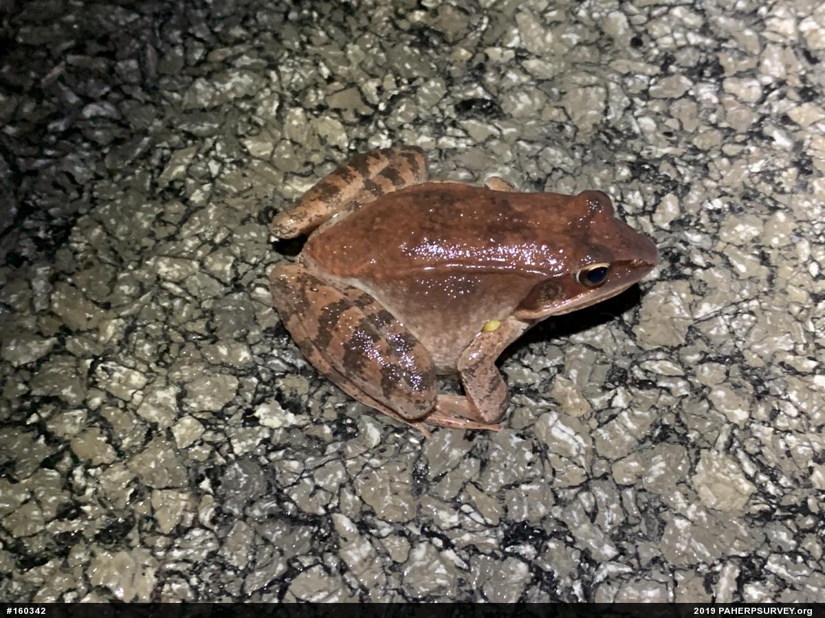 Wood Frog