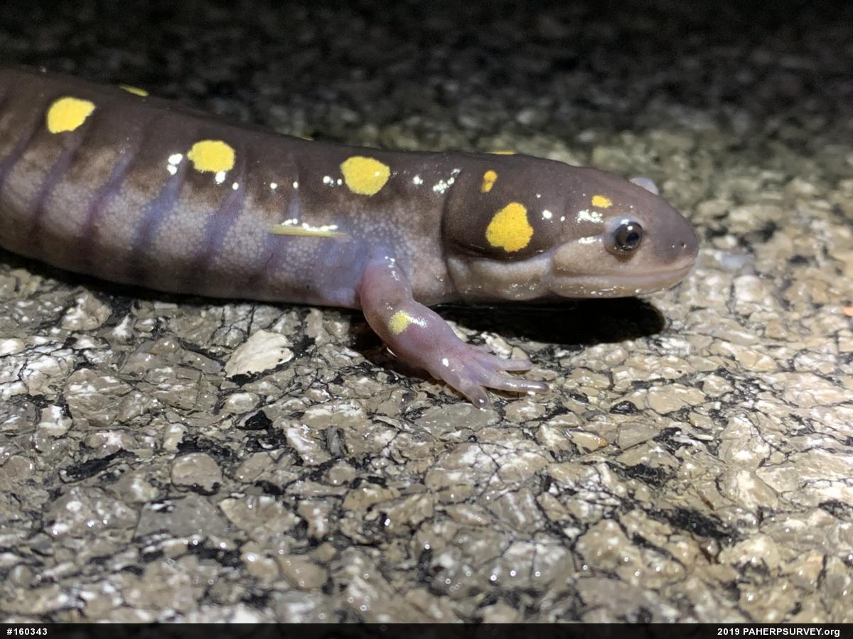 Spotted Salamander