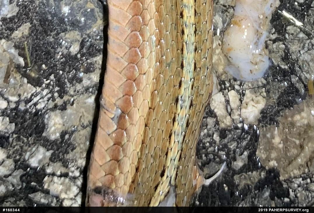 Shorthead Gartersnake