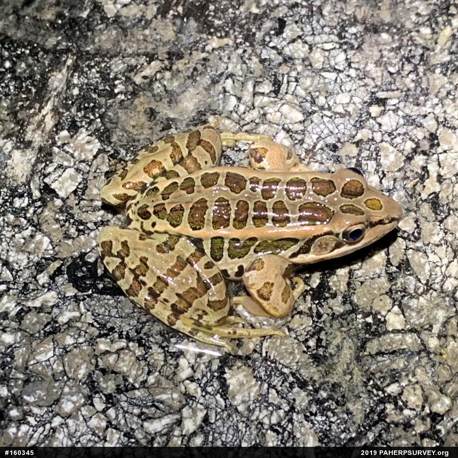 Pickerel Frog