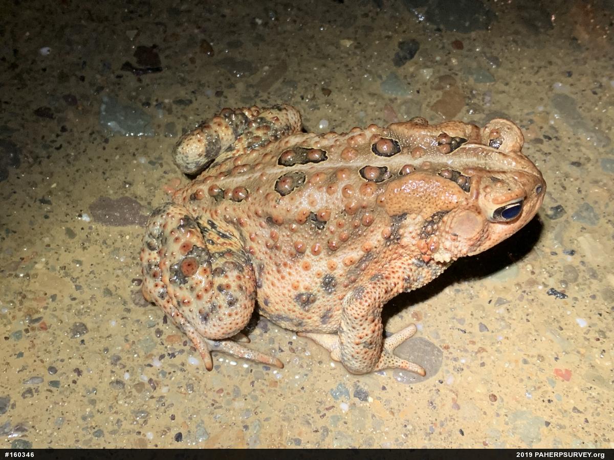 Eastern American Toad