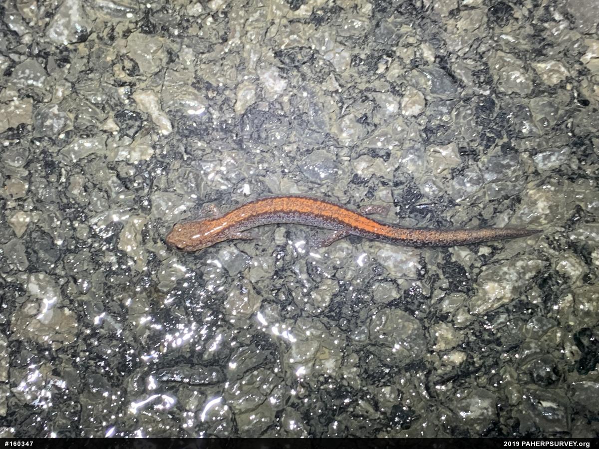Eastern Red-backed  Salamander