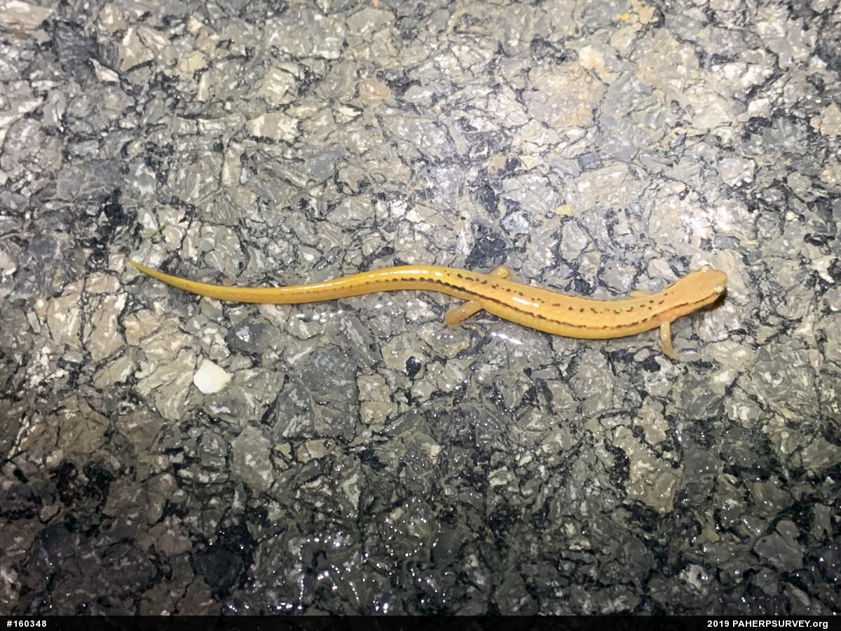 Northern Two-lined Salamander