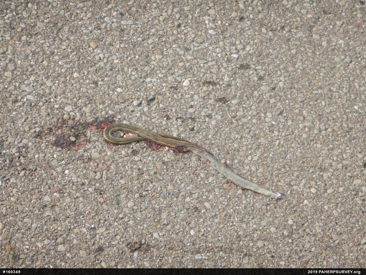 Shorthead Gartersnake