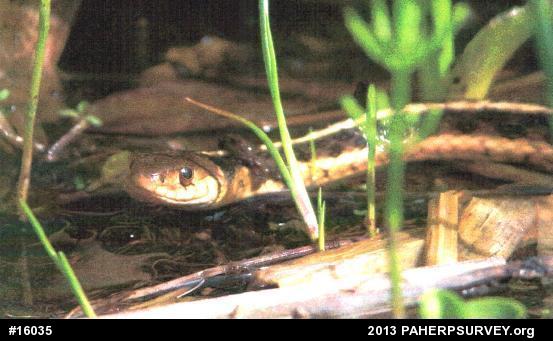 Eastern Gartersnake