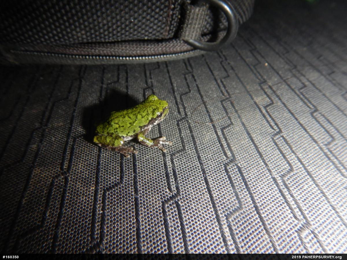Unknown Gray Treefrog