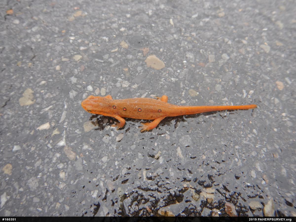 Red-spotted Newt