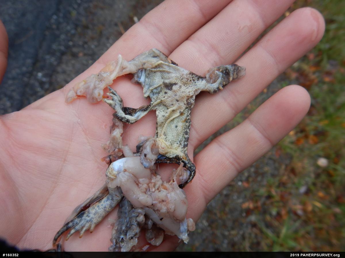Eastern American Toad
