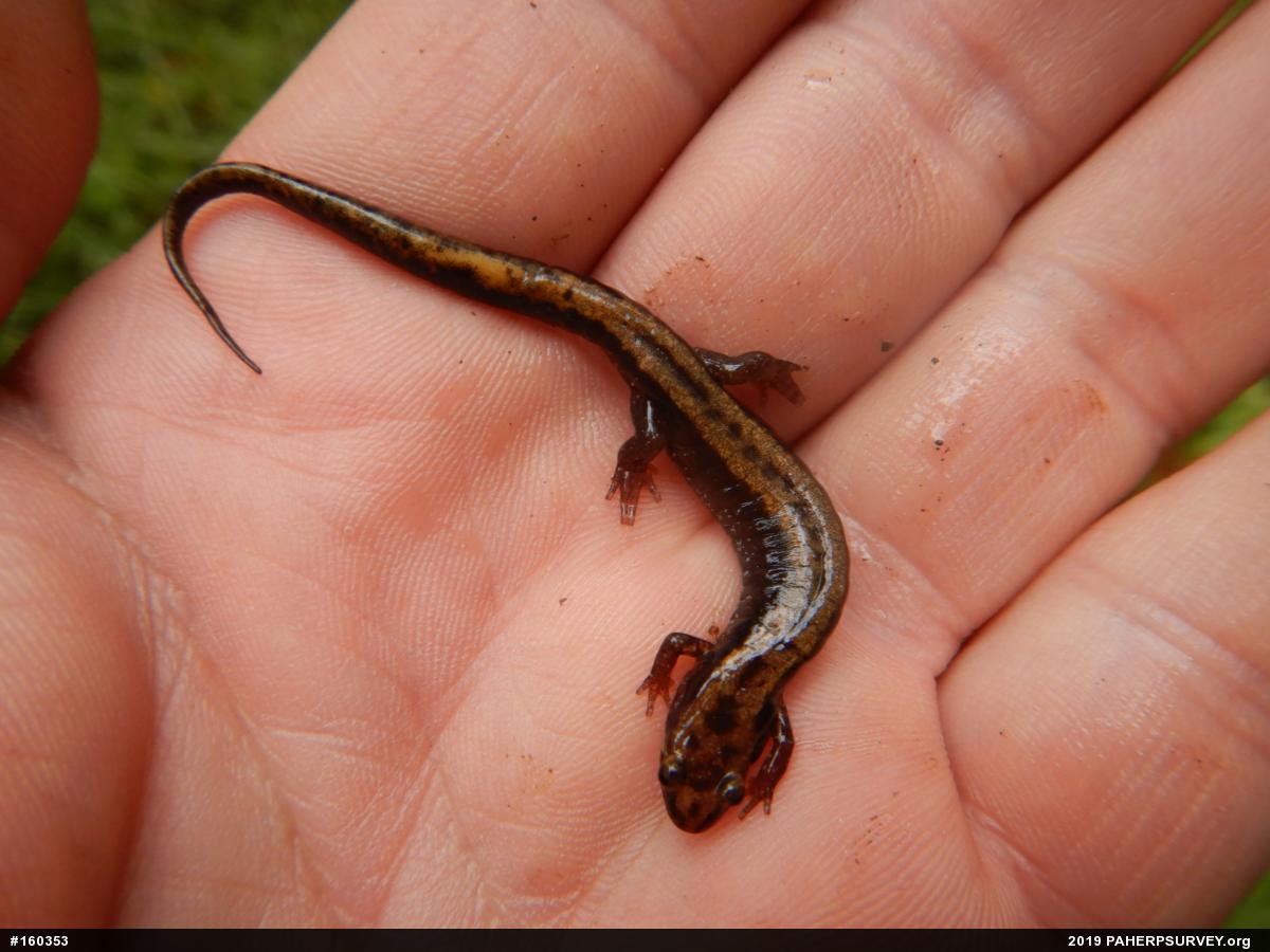 Allegheny Mountain Dusky Salamander