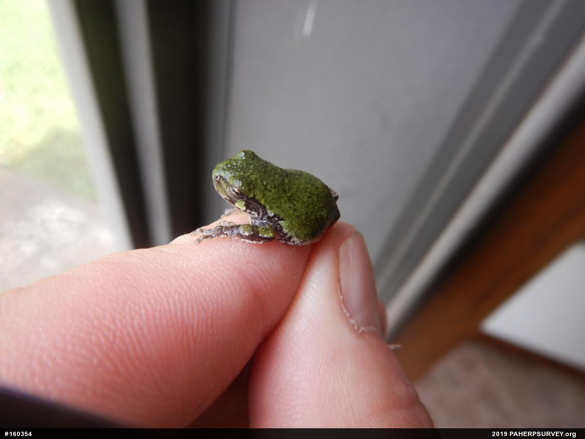 Unknown Gray Treefrog