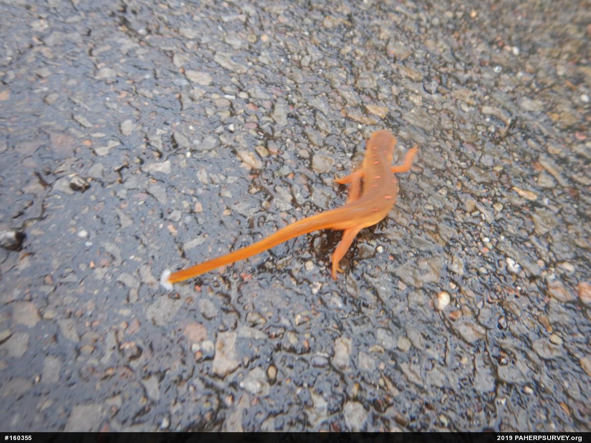 Red-spotted Newt