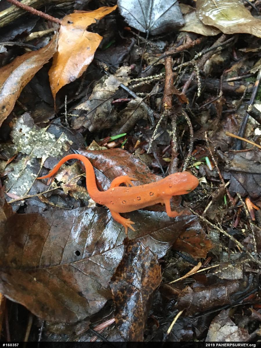 Red-spotted Newt